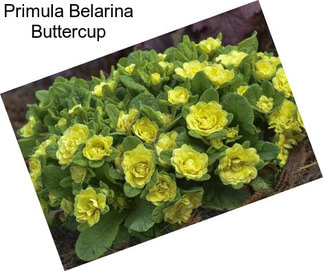 Primula Belarina Buttercup