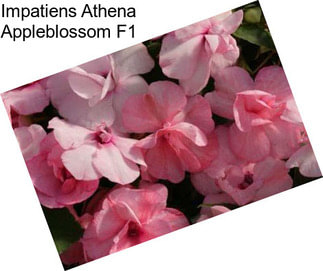 Impatiens Athena Appleblossom F1