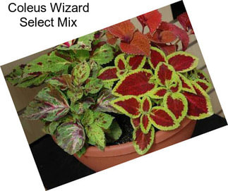 Coleus Wizard Select Mix