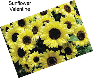 Sunflower Valentine