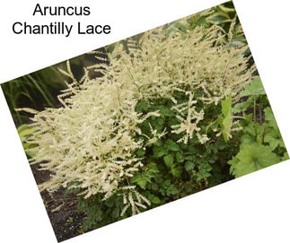 Aruncus Chantilly Lace