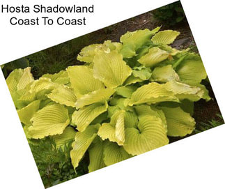 Hosta Shadowland Coast To Coast