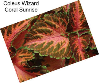 Coleus Wizard Coral Sunrise