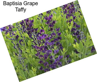 Baptisia Grape Taffy