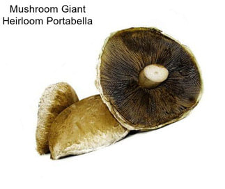 Mushroom Giant Heirloom Portabella