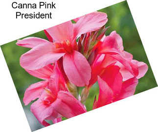 Canna Pink President