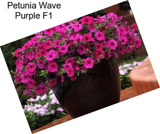 Petunia Wave Purple F1