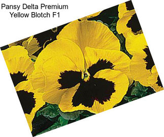 Pansy Delta Premium Yellow Blotch F1