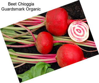 Beet Chioggia Guardsmark Organic
