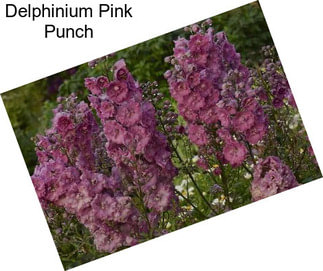 Delphinium Pink Punch