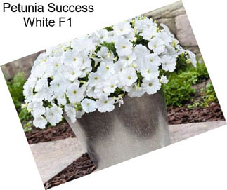 Petunia Success White F1