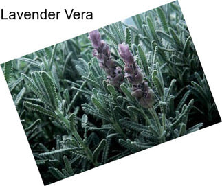 Lavender Vera