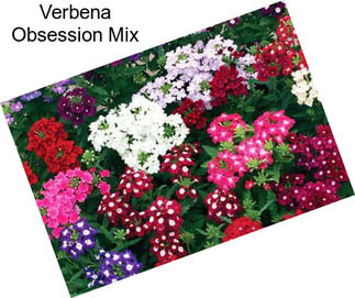 Verbena Obsession Mix