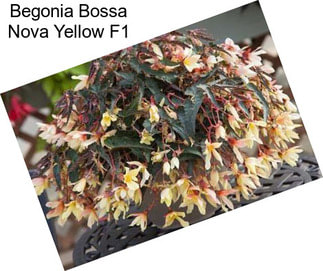 Begonia Bossa Nova Yellow F1