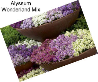 Alyssum Wonderland Mix