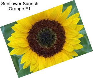 Sunflower Sunrich Orange F1