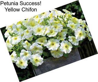 Petunia Success! Yellow Chifon