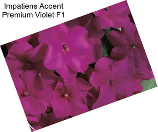 Impatiens Accent Premium Violet F1