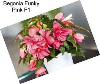 Begonia Funky Pink F1