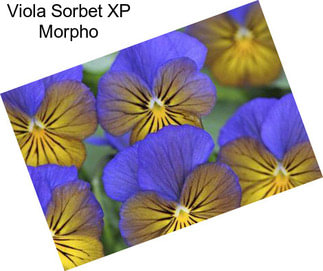 Viola Sorbet XP Morpho