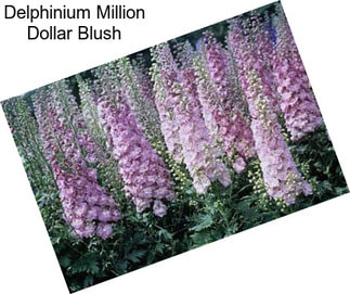 Delphinium Million Dollar Blush