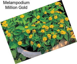 Melampodium Million Gold