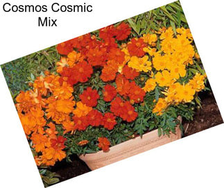 Cosmos Cosmic Mix