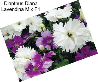 Dianthus Diana Lavendina Mix F1