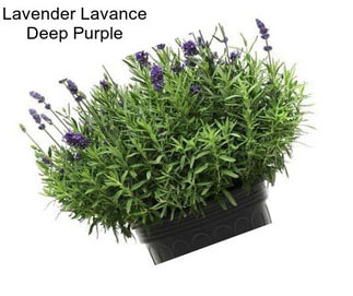 Lavender Lavance Deep Purple