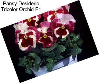 Pansy Desiderio Tricolor Orchid F1