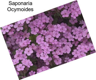 Saponaria Ocymoides