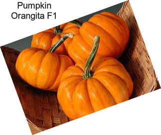 Pumpkin Orangita F1