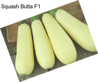 Squash Butta F1