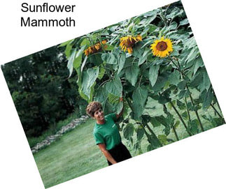 Sunflower Mammoth