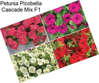 Petunia Picobella Cascade Mix F1