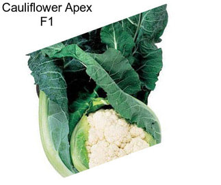 Cauliflower Apex F1