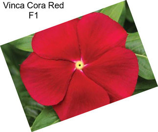 Vinca Cora Red F1