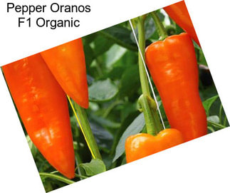 Pepper Oranos F1 Organic