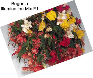 Begonia Illumination Mix F1