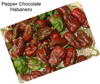 Pepper Chocolate Habanero