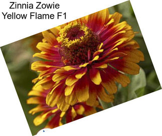 Zinnia Zowie Yellow Flame F1