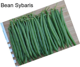 Bean Sybaris