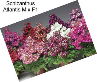 Schizanthus Atlantis Mix F1