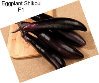 Eggplant Shikou F1