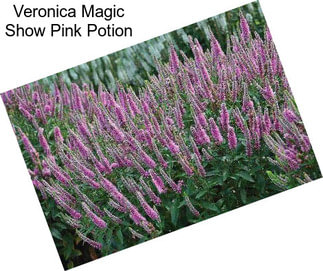 Veronica Magic Show Pink Potion