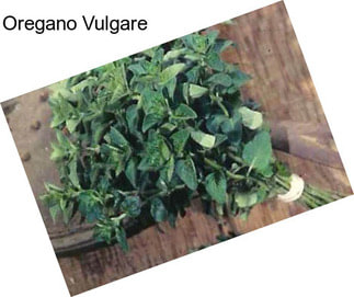 Oregano Vulgare