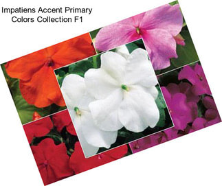 Impatiens Accent Primary Colors Collection F1