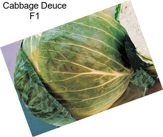 Cabbage Deuce F1