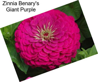 Zinnia Benary\'s Giant Purple