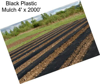 Black Plastic Mulch 4\' x 2000\'